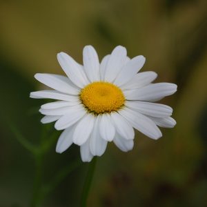 Beautiful Daisy flower